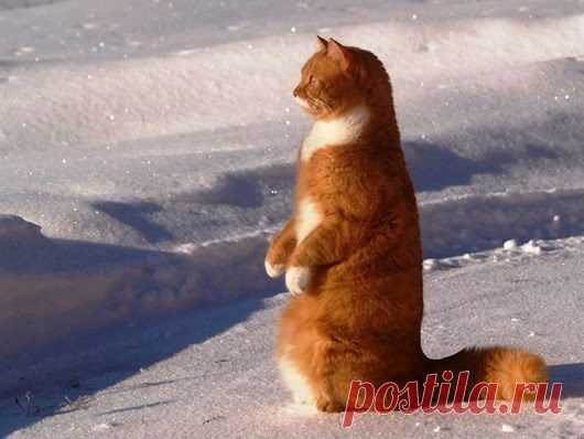 Зимние кошки .