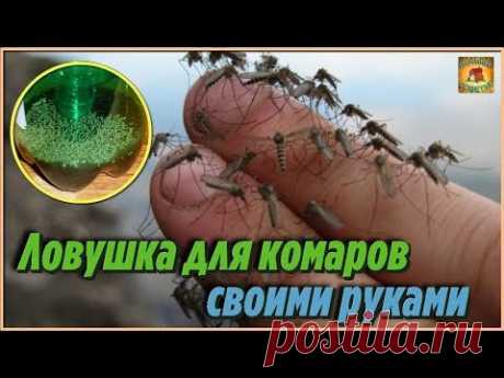 Как сделать ловушку для комаров своими руками из пустых пластиковых бутылок. Дачные хитрости - YouTube