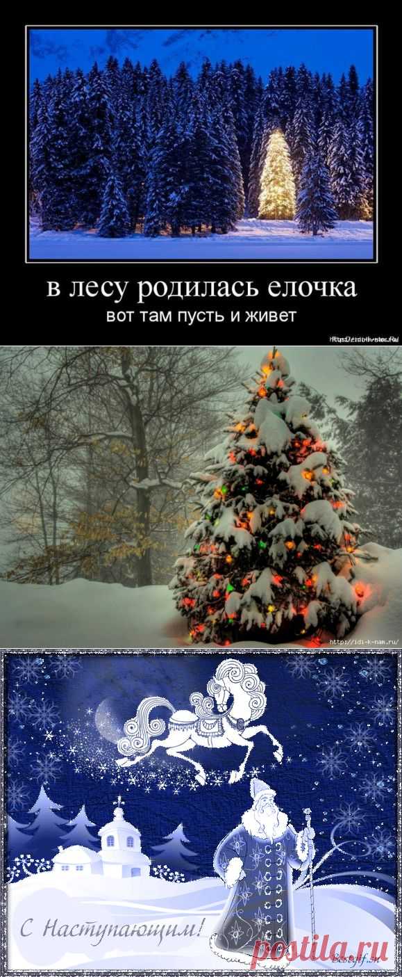 В лесу родилась ёлочка