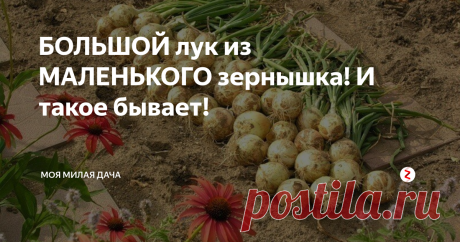 БОЛЬШОЙ лук из МАЛЕНЬКОГО зернышка! И такое бывает! Мало лук вырастить, его надо еще и сохранить. Как это сделать, расскажет каждый. Но о таком уникальном способе знают, несомненно, только единицы