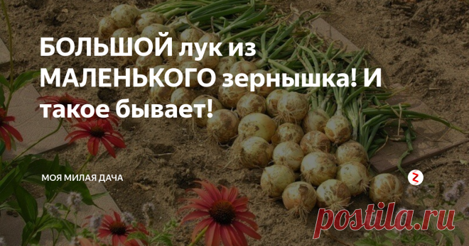 БОЛЬШОЙ лук из МАЛЕНЬКОГО зернышка! И такое бывает! Мало лук вырастить, его надо еще и сохранить. Как это сделать, расскажет каждый. Но о таком уникальном способе знают, несомненно, только единицы
