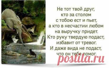 Истина.... | Все о наших питомцах