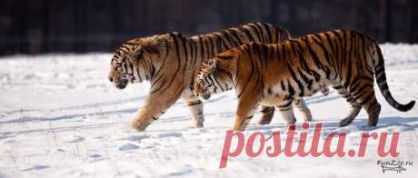 Китайский тигр (Panthera tigris amoyensis)