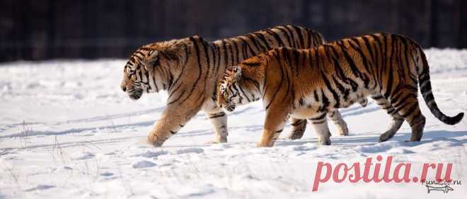 Китайский тигр (Panthera tigris amoyensis)