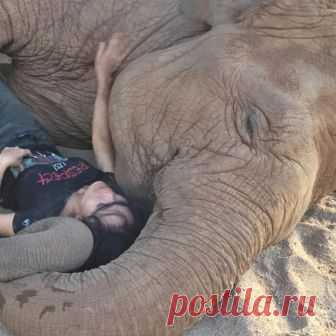 Видео: слониха засыпает под колыбельную — National Geographic Россия В тайском центре по спасению слонов к питомцам относятся со всей любовью и заботой. На видео попала трогательная сцена: животное мирно засыпает под звуки колыбельной, которую поет смотрительница.
