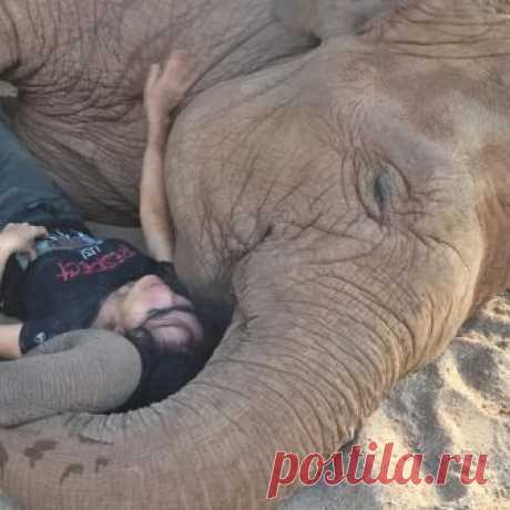 Видео: слониха засыпает под колыбельную — National Geographic Россия В тайском центре по спасению слонов к питомцам относятся со всей любовью и заботой. На видео попала трогательная сцена: животное мирно засыпает под звуки колыбельной, которую поет смотрительница.