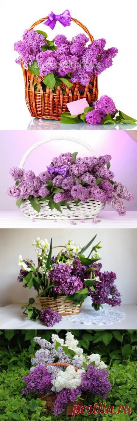 Сиреневый цвет в корзине