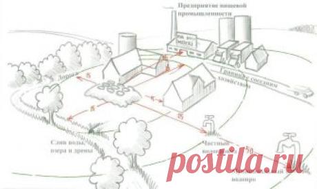 Заготовка силоса - Agrovesti.net | АПК