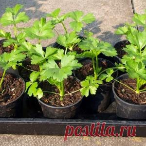 Сажаем сельдерей на рассаду