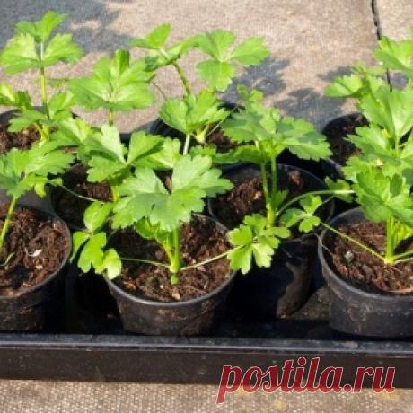 Сажаем сельдерей на рассаду