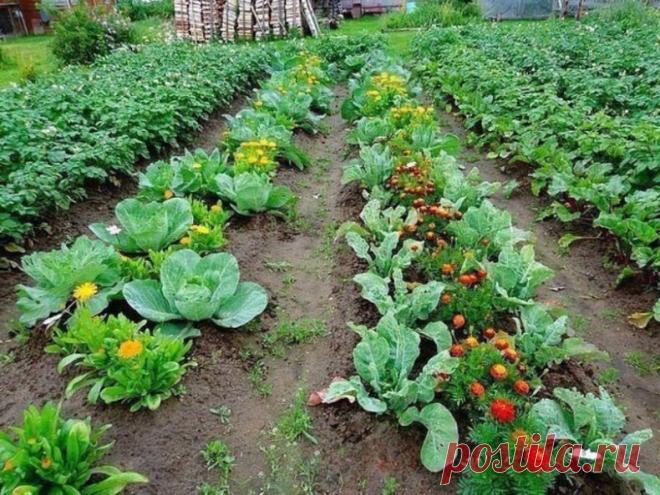 Овощи, которые стоит посадить рядом друг с другом

1. Чудесное трио: кукуруза, горох и тыква. 

Секрет их совместного выращивания знали ещё американские индейцы. 

Кукуруза даст опору гороху, который насыщает почву азотом.

 А тыква в свою очередь не даёт расти сорнякам.

2. Ещё одно удачное сочетание: лук и морковь. 

Лук спасает морковь от вредителей, так как выделяет вещество (аллицин), обладающее инсектицидным и фунгицидным действием.

3. Помидоры и базилик - не только...