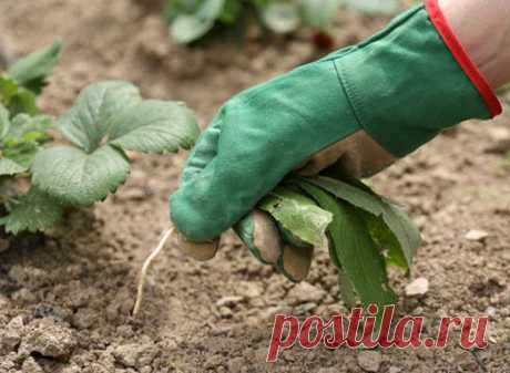 Работы по саду и огороду в сентябре | ВСЁ ДЛЯ ДОМА