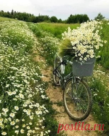 Скорость жизни должна быть такой, чтобы глаза успевали видеть красоту.