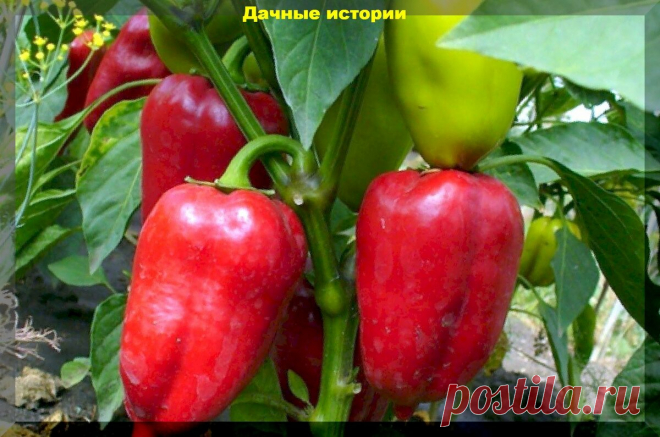 Перцы не зреют, плохо растут и не радуют дачника. Проблемы с перцем во второй половине лета | Дачные истории | Яндекс Дзен