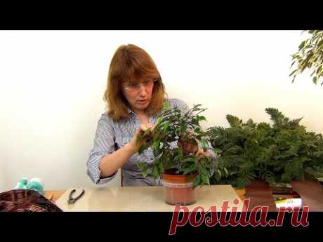 Бонсай из фикуса Бенджамина (ч.1).