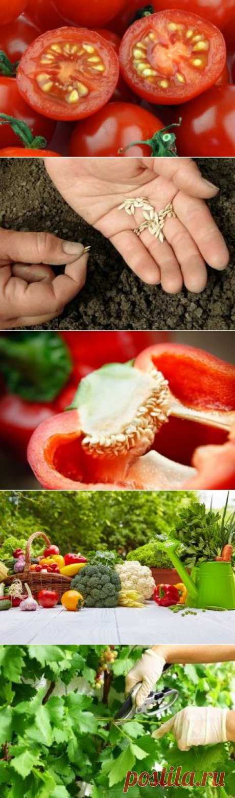 Как собрать семена овощных культур? | Огородник (Усадьба)