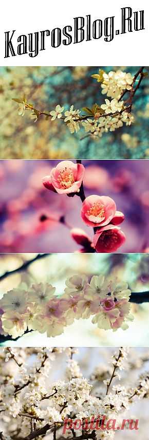 Фотографируем весенние цветы – советы и примеры | Kayrosblog.ru - блог про искусство, дизайн, фотографии, интерьер и просто красоту нашей жизни