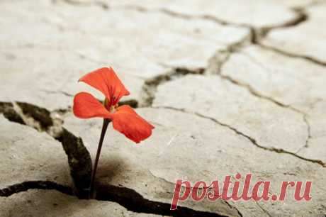 Que es y como lograr La Resilencia