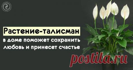 Растение-талисман в доме поможет сохранить любовь и принесет счастье