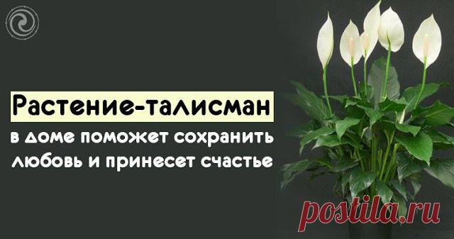 Растение-талисман в доме поможет сохранить любовь и принесет счастье