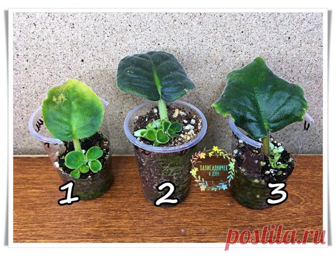 Разрезанный вдоль черенок фиалки удивил: деток больше, чем у других, в 2 раза | Палисадничек | Яндекс Дзен