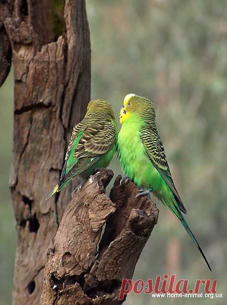 Дикие волнистые попугаи