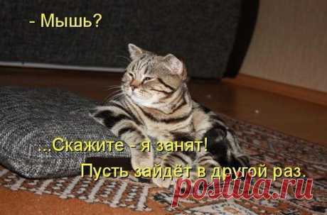 Кот