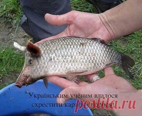 big.jpeg (Изображение PNG, 473 × 387 пикселов)