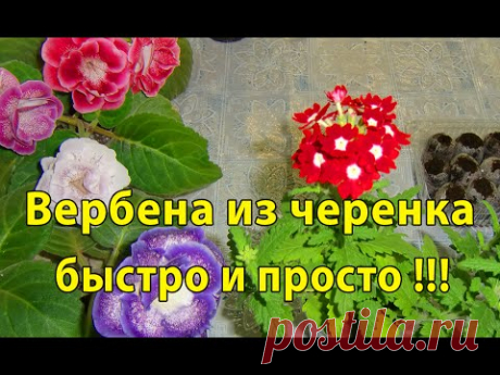 КУПИТЬ МОИ ЦВЕТЫ www.gloximarket.ru Семена, листы, клубни, детки. ******************************************************************** СМОТРИТЕ ТАКЖЕ !!!!!!!...