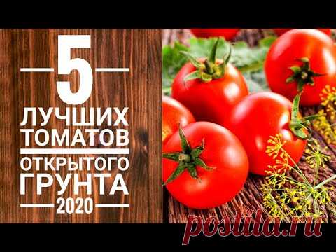 5 лучших сортов томатов для открытого грунта 2020г.