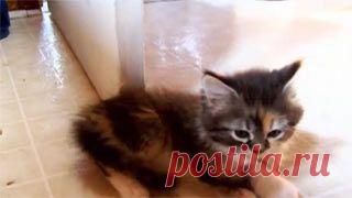 Новое видео с животными - Cмотреть смешное видео, подборки неудач, видео приколы, играть флэш игры онлайн, просматривать смешные и интересные картинки абсолютно бесплатно