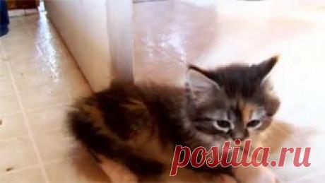 Новое видео с животными - Cмотреть смешное видео, подборки неудач, видео приколы, играть флэш игры онлайн, просматривать смешные и интересные картинки абсолютно бесплатно