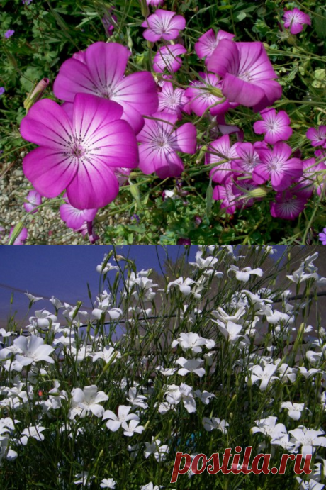 Скромные и акварельные Куколи, или Агростеммы. Выращивание, посадка, уход.