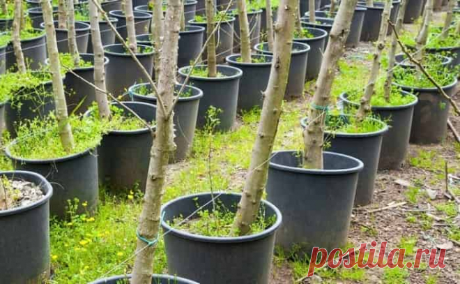 В статье рассказывается о том, стоит ли покупать саженцы через интернет, есть ли выгода и в чём недостатки? Сегодня можно купить растения онлайн в питомнике