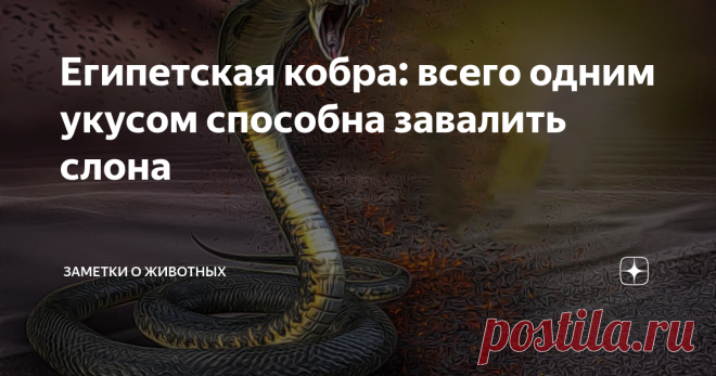 Египетская кобра: всего одним укусом способна завалить слона Готовы познакомиться с одной из самых смертельно опасных и ядовитых змей на планете? Да, речь пойдет о египетской кобре — той самой, с помощью которой Клеопатра избавила себя от мучений.