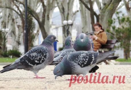 27.01.2021 Феодосия, пробежалась по набережной)