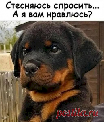 Выпуск №6558 - выпуск анекдотов сайта вокруг смеха