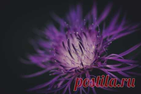 PP