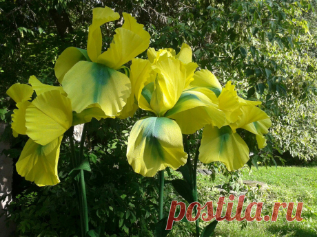 Мастер-классы. Цветы из бумаги. Фотозоны. МК