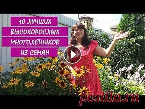 10 ЛУЧШИХ МНОГОЛЕТНИКОВ из СЕМЯН! МНОГОЛЕТНИЕ цветы и растения для сада. МНОГОЛЕТНИЕ РАСТЕНИЯ и ЦВЕТЫ — 10 лучших неприхотливых растений, которые легко вырастить ИЗ СЕМЯН, в этом видео. В этом видео я назову 10 самых просты...