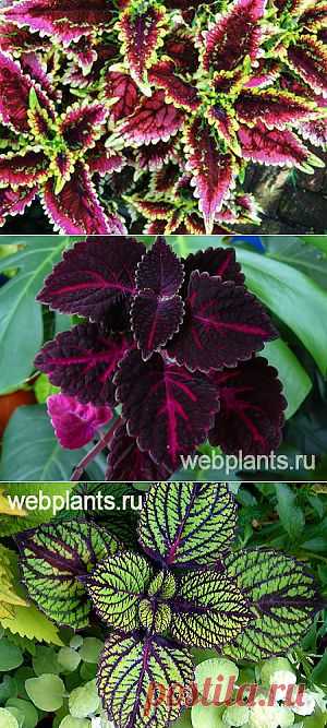Колеус цветы крапивка фото уход сорта | Всё о комнатных растениях и цветах