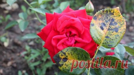 Как лечить розы от черной пятнистости: есть хороший препарат | Хозяйкин огород Пульс Mail.ru Почему розы болеют и вымерзают ? Просто их нужно правильно лечить
