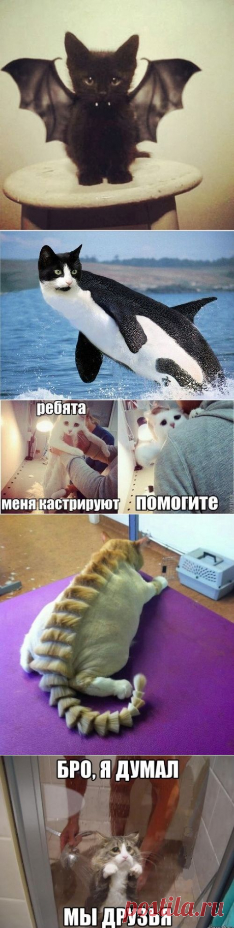котики Поиск