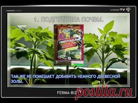 Посадка рассады томатов, посев семян помидоров | Домашняя ферма
