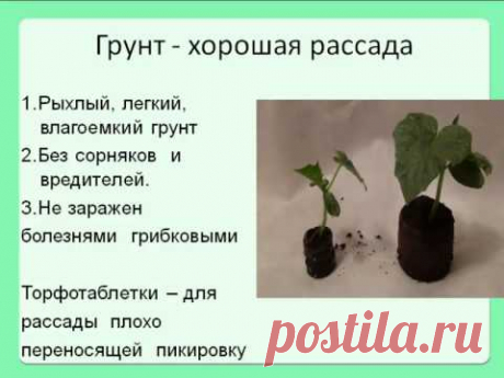 Выращивание рассады - YouTube