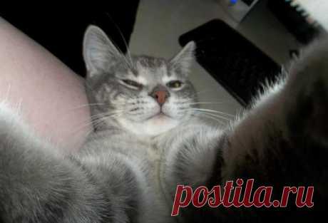 Селфи котов из социальных сетей