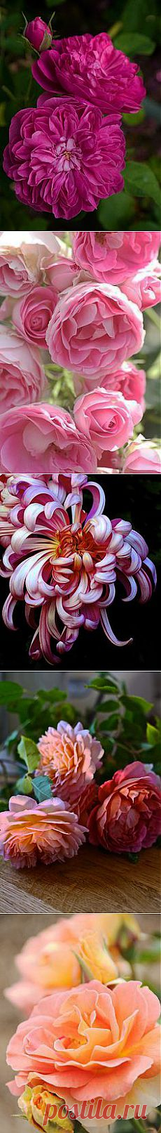 Christian Crystals приколол(а) это к доске Roses