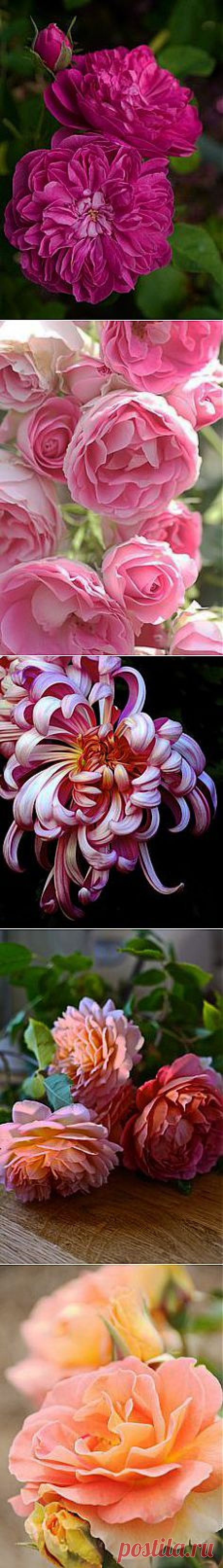 Christian Crystals приколол(а) это к доске Roses