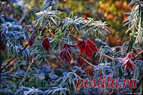 Пронзительная красота первого инея