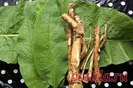 ОБРАЗЦОВЫЙ ХРЕН: КАК ПОЛУЧИТЬ ВКУСНЫЕ КОРЕШКИ?  


 
 



Этот овощ противоречив, как и его название. Растёт сам по себе, зато старается захватить огород, а вместо сочных корней даёт нечто корявое и жёсткое. Секрет прост: все эти проблемы возникаю…
